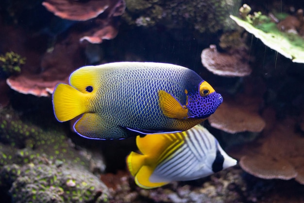 Closeup of an emperor angelfish and butterflyfish in an aquarium