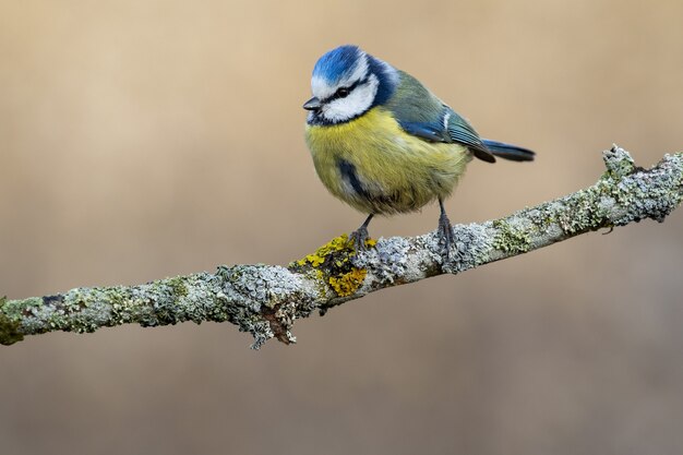 Closeup of a Eurasian blue tit standing on a branch under the sunlight