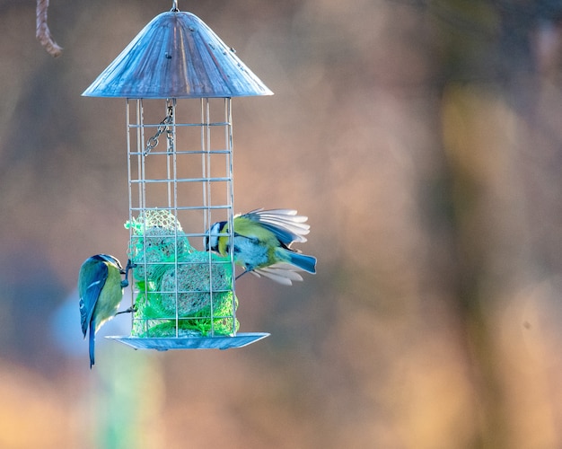 Free Photo closeup of eurasian blue tits perched on a small cage with a blurry background