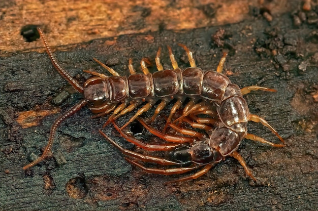 Closeup on the EUropean brown centipede, Lithobius forficatus ,