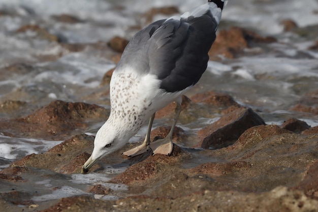 Closeup of a European herring gull on the shore during daylight