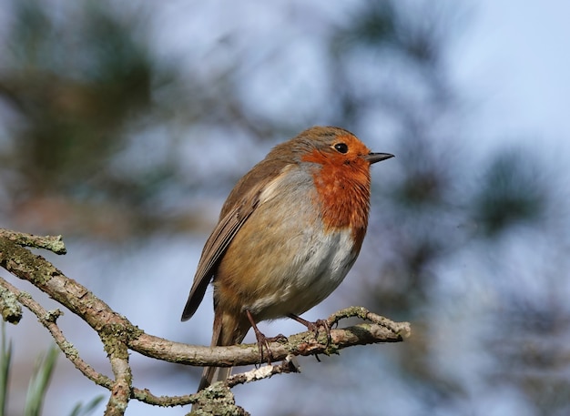 Free photo closeup of a european robin bird standing on a thin branch with a blurred background