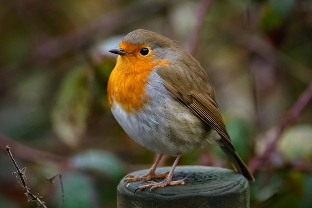 Closeup of a European robin sitting on a wood in a garden