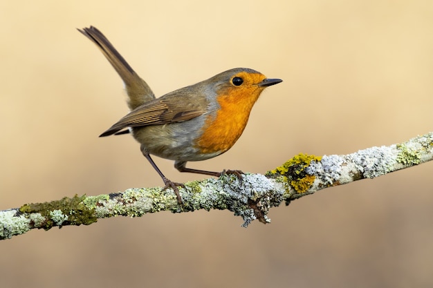 Closeup of a European robin standing on a branch under the sunlight