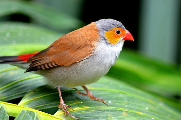 Free Photo closeup of a european robin standing on a leaf under the sunlight