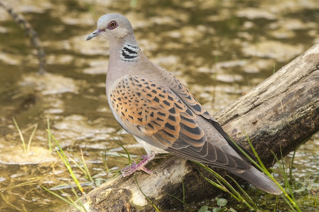 Closeup of a European turtle dove standing on wood in a lake under the sunlight