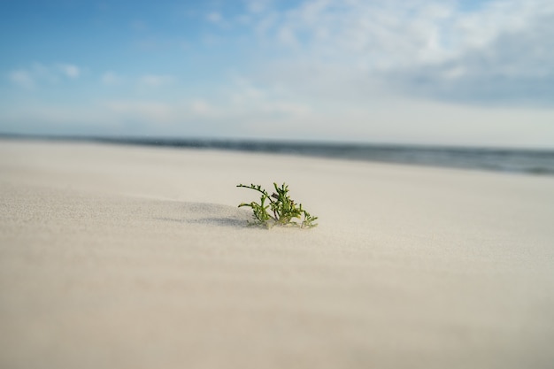 Free Photo closeup of an evergreen leaf on the sand under sunlight