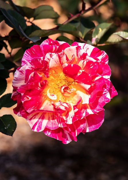 Closeup of an evergreen rose under the sunlight