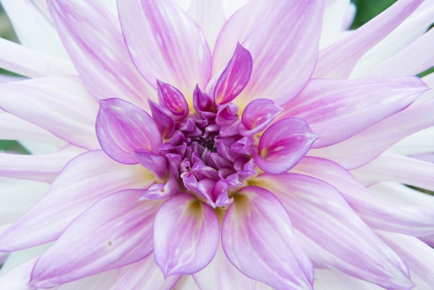 Closeup  of an exotic flower with purple and white petals