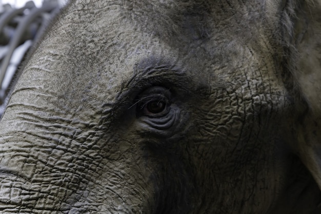 Free photo closeup of the eye of an elephant