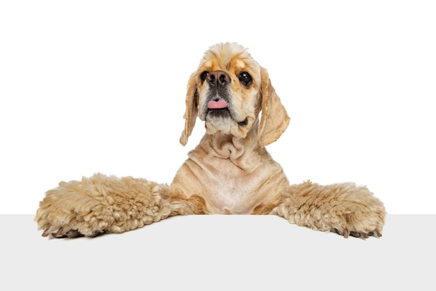 Closeup face of beautiful cute dog Cocker Spaniel posing isolated on white background Concept of domestic animals