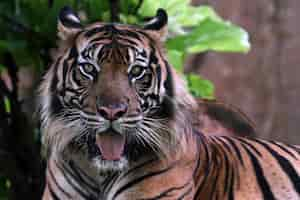 Free photo closeup face of bengal tiger animal angry tiger head closeup