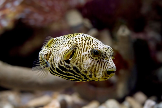 Closeup face Puffer fish front view cute face of Puffer fish