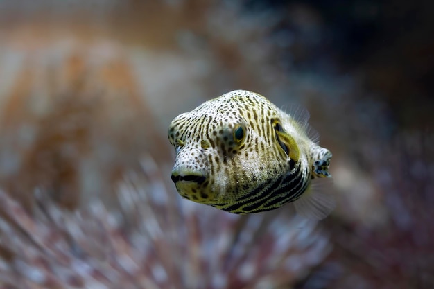 Closeup face Puffer fish front view cute face of Puffer fish