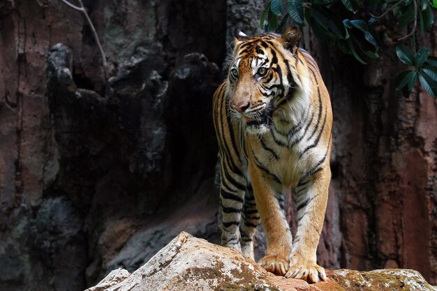 Closeup face of sumatran tiger