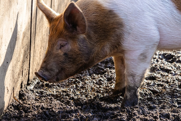 Closeup of a farm pig foraging for food on a muddy ground