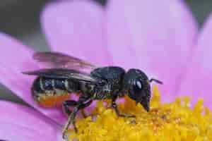 Free photo closeup on a female largeheaded armouredresin bee heriades