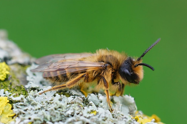 Free photo closeup of a female yellow-legged mining bee on a lichen-covered piece of wood -andrena flavipes