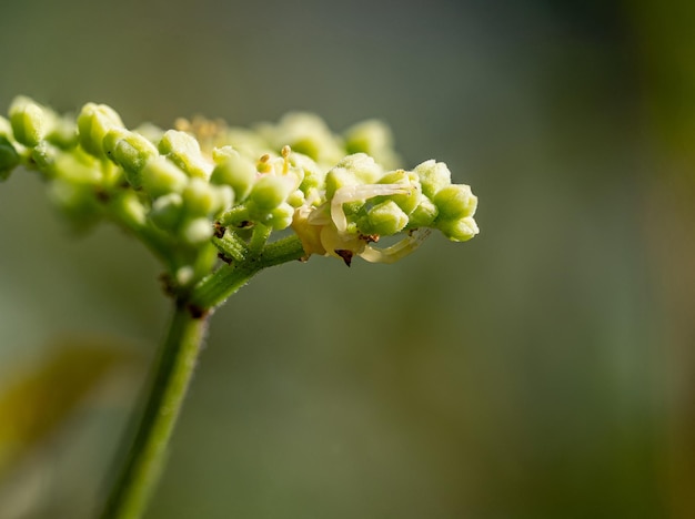 Closeup of a flower with a blurred background on a sunny day