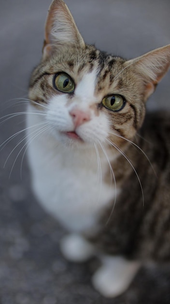 Free photo closeup of a fluffy cat with green eyes