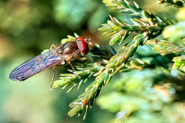 Free photo closeup of fly on a plant