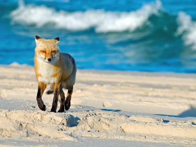 Closeup focus selective shot of the cute fox walking towards the camera at the seashore