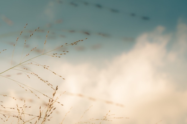 Free photo closeup focused shot of a branch of wheat with a bright background