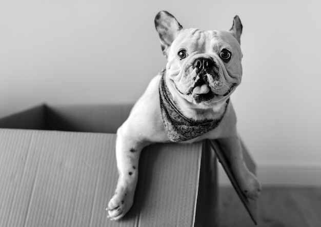 Free Photo closeup of french bulldog in a paper box