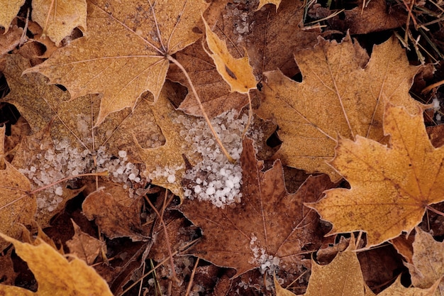 Closeup of frozen dew drops on yellow leaves