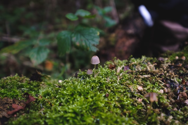 Free photo closeup of fungi growing on mosses on wood under the sunlight