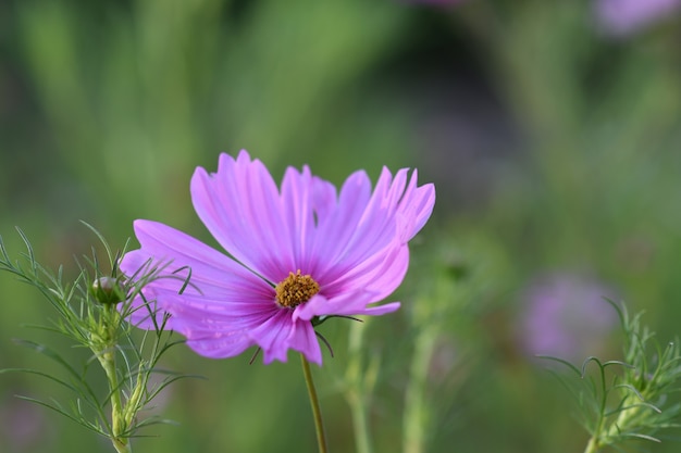 Free Photo closeup of a garden cosmos surrounded by greenery in a field under the sunlight