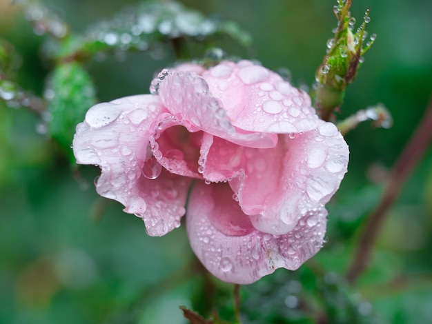 Free Photo closeup of a garden rose with water drops on it surrounded by greenery