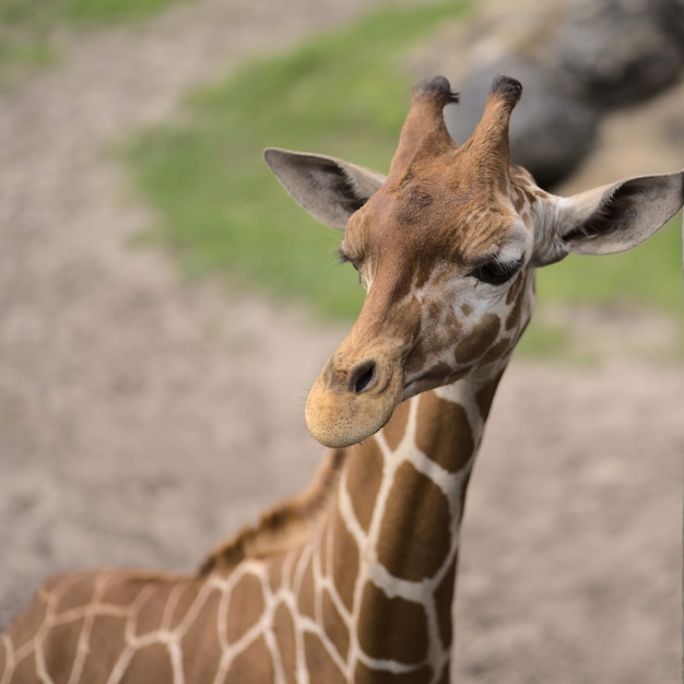 Free photo closeup of a giraffe under the sunlight