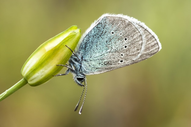 Free photo closeup of a glaucopsyche alexis on a flower bud under the sunlight with a blurred background