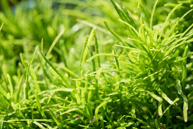 Closeup of grass field