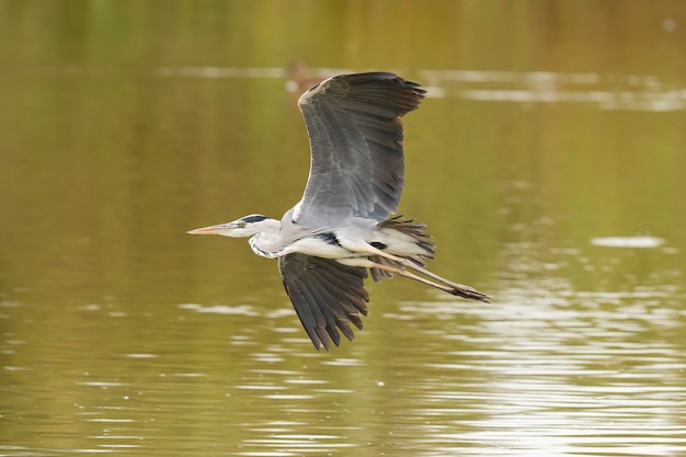 Closeup of Gray heron, Ardea cinerea, Donana National Park, bird on the lagoon