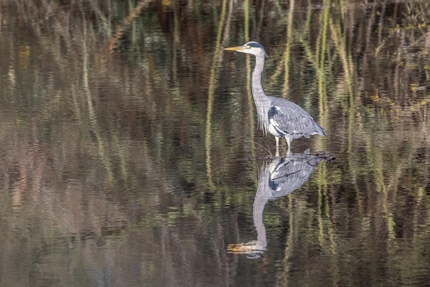 Closeup of a gray heron standing in the lake with a reflective surface