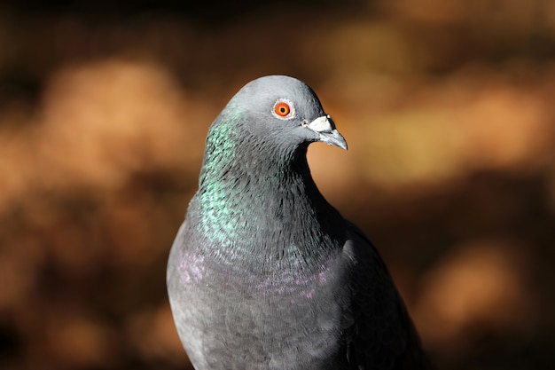 Free photo closeup of a gray pigeon