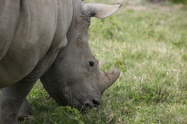 Free Photo closeup of a grazing rhinoceros in a field at daylight