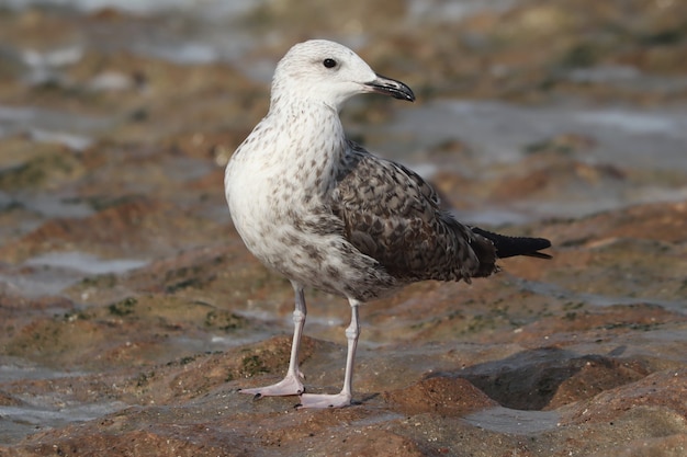 Free Photo closeup of a great black-backed gull (larus marinus) juvenile