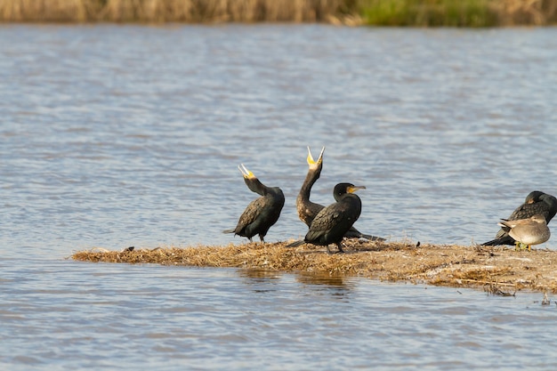 Free Photo closeup of great cormorant or phalacrocorax carbo birds near the lake during daylight