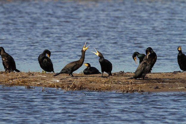 Closeup of Great cormorant or Phalacrocorax carbo birds near the lake during daylight