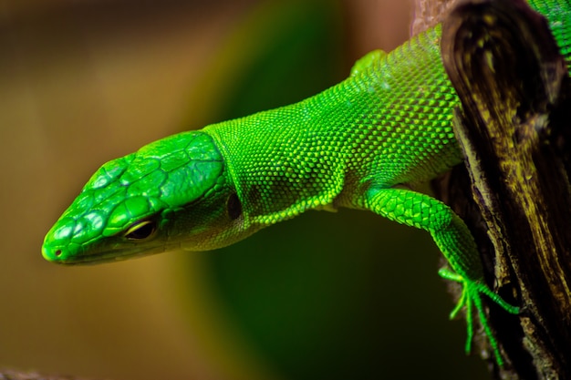 Closeup of a Green anole on a tree under the sunlight