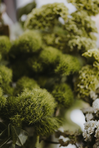 Free Photo closeup of green ball dianthus