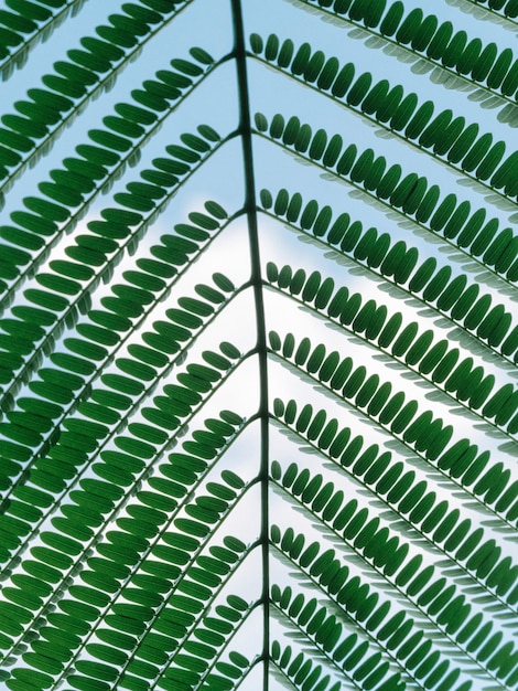 Free Photo closeup of a green leaf branch