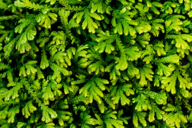 Free photo closeup of green leaf textured background