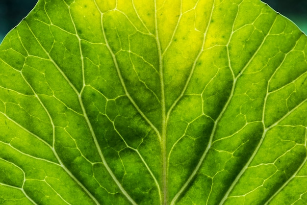 Free Photo closeup of green leaf