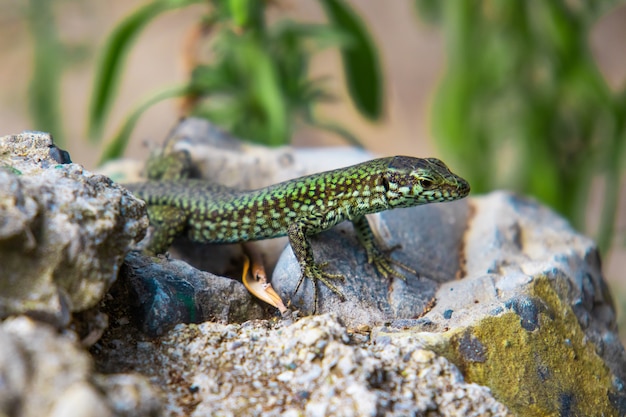 Free photo closeup green lizard crawling on a stone