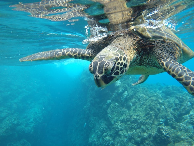 Free photo closeup of a green sea turtle swimming underwater under the lights - cool for nature concepts