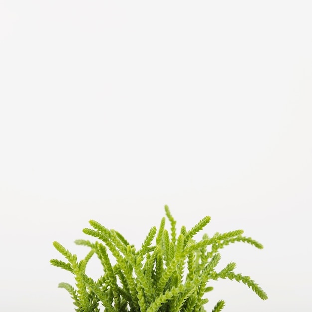 Free Photo closeup green succulent plant